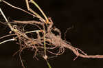 Hairy bedstraw